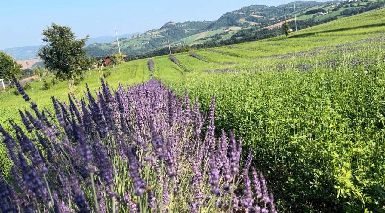 Vila La Baita Nei Boschi Serramazzoni Exteriér fotografie