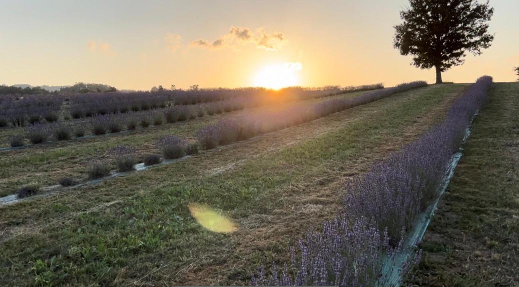 Vila La Baita Nei Boschi Serramazzoni Exteriér fotografie