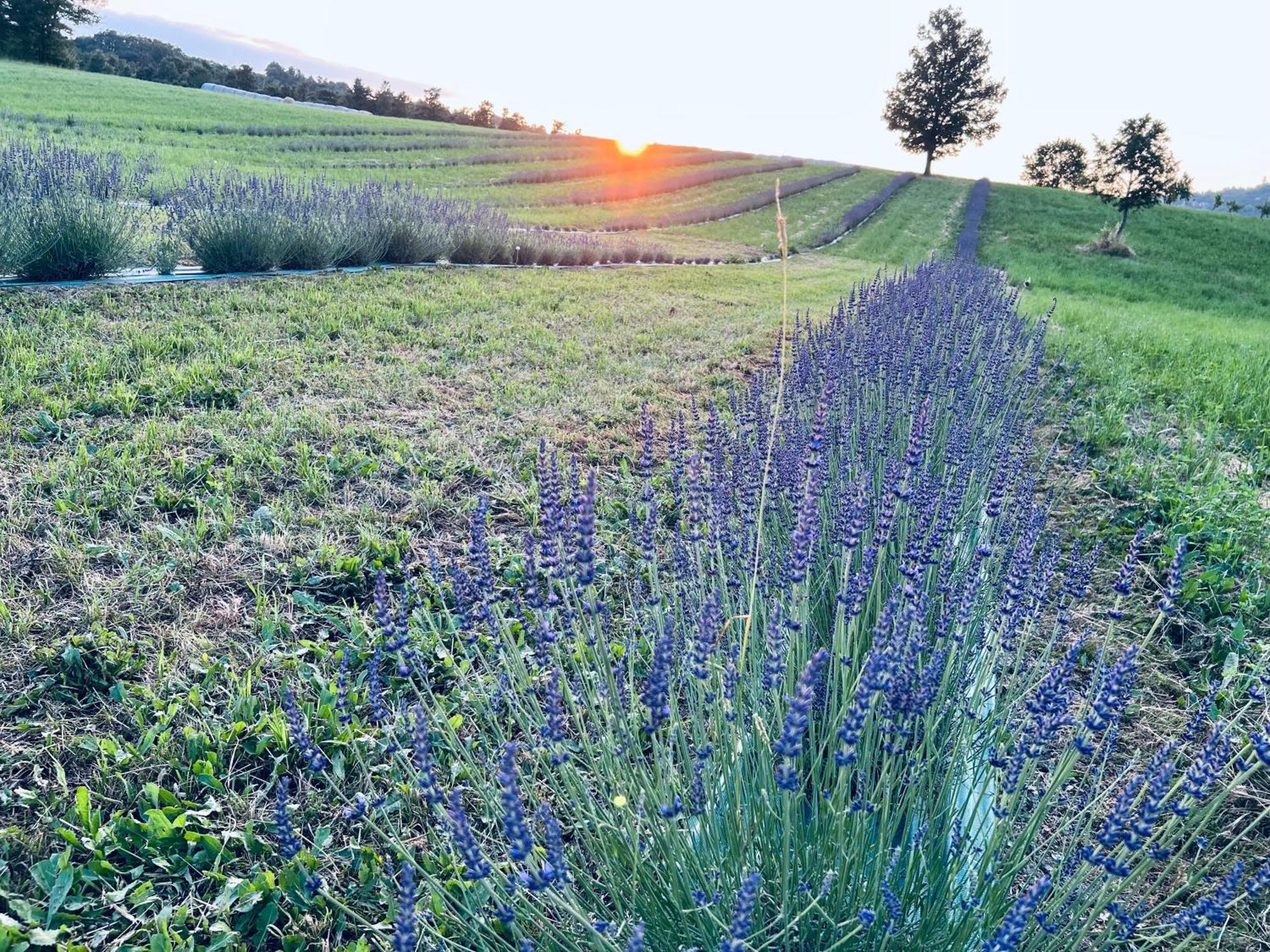 Vila La Baita Nei Boschi Serramazzoni Exteriér fotografie