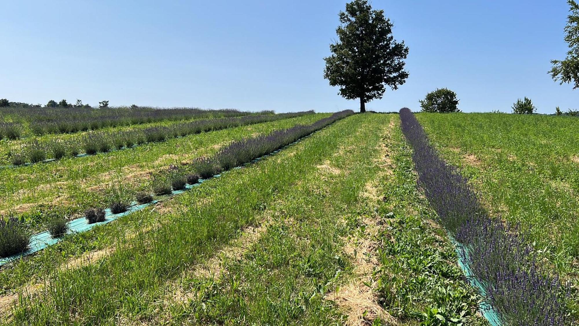 Vila La Baita Nei Boschi Serramazzoni Exteriér fotografie