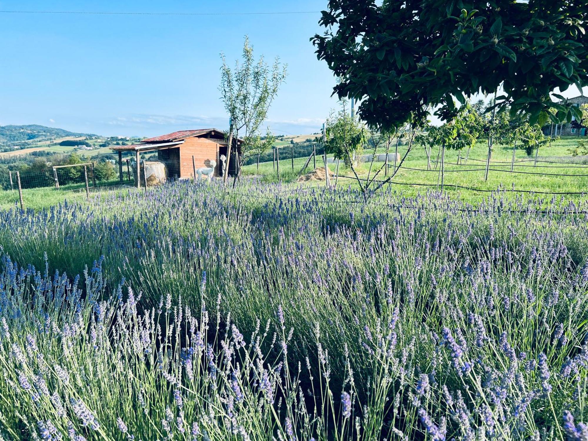 Vila La Baita Nei Boschi Serramazzoni Exteriér fotografie