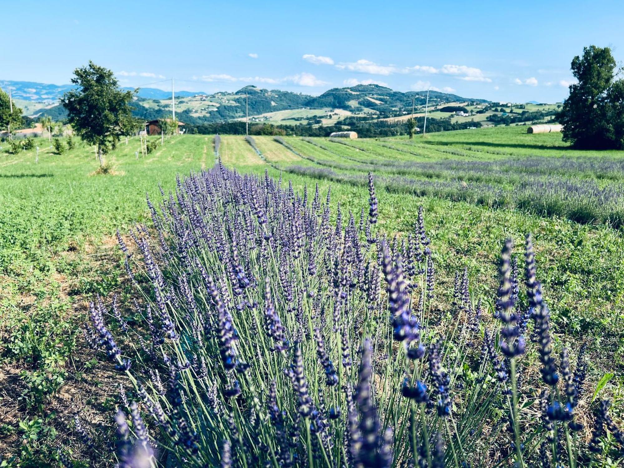 Vila La Baita Nei Boschi Serramazzoni Exteriér fotografie